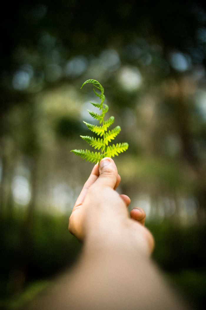 Close-up of a hand gently holding a green fern leaf with blurred forest background.